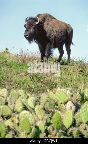 Bisons sind ein unerwarteter Anblick für Besucher nach Santa Catalina Island, ein beliebtes Urlaubsziel-Wochenende im Pazifischen Ozean, die nur 26 Meilen westlich von Los Angeles in Süd-Kalifornien, USA. Besser bekannt als Büffel, können sie auf Touren im Inland von Avalon, einzige Stadt auf der Insel und touristischer hauptsächlichbestimmungsort angetroffen werden. Die 14 Büffel, die 1924 nach Catalina gebracht wurden, um schließlich in einem Hollywood-Cowboy-Film erscheinen wuchs auf mehr als 500 Tiere, die die 76-Quadrat-Meile Insel durchstreiften. Die Herde wurde seitdem auf ca. 150 zum Schutz der einheimischen Pflanzenwelt der ariden Insel reduziert. Stockfoto