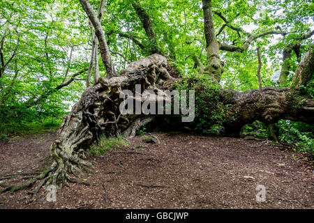 Ausgesetzt verschlungene Wurzeln einen großen alten umgestürzten Baum im schottischen Wald wächst weiter Stockfoto