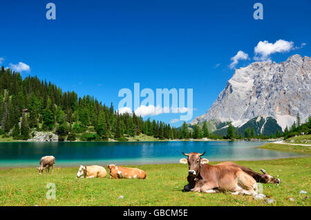 Bergsee, Sommer, Kuehe, Bergruecken, Ehrwalder Alm, Seebensee, Zugspitze, Tirol, Oesterreic Stockfoto