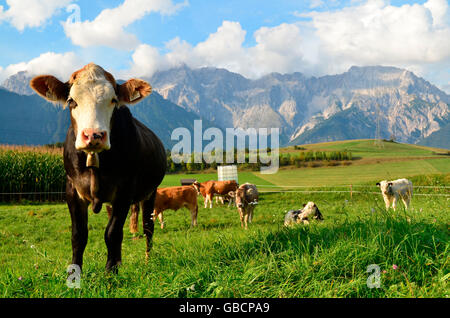 Hausrind, Kühe auf der Alm, Tannheimer Berge, Allgäu-Alpen, Tirol, Österreich / Allgäuer Alpen Stockfoto
