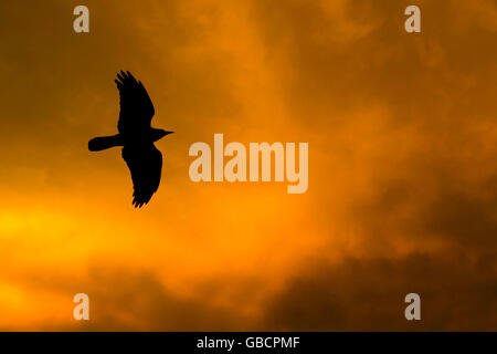 Vogel fliegt Stockfoto