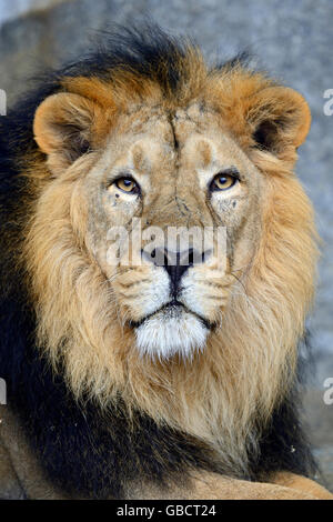 Indischer Loewe (Panthera Leo Persica), Maennlich, in Gefangenschaft, Asien Stockfoto