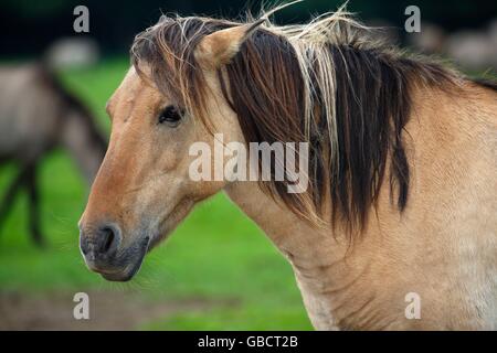 Duelmener Wildpferd, Merfelder Bruch, Dülmen, Münsterland, Nordrhein-Westfalen, Deutschland Stockfoto