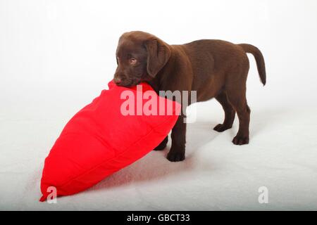 Labrador Retriever, Schokolade, Welpe, 12 Wochen Stockfoto