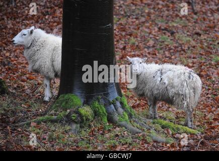 Schafbeweidung ASBO Fall Stockfoto