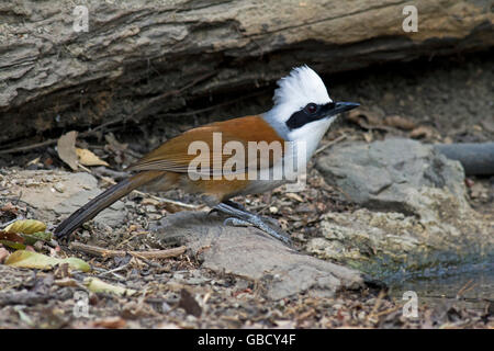 Ein White-crested Laughingthrush (Garrulax Leucolophus Diardi) neben einem Wald-Pool im Westen Thailands Stockfoto