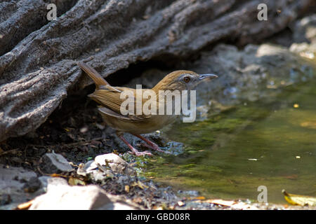 Von Abbott Schwätzer (Malacocincla Abbotti) stand ein Waldschwimmbad in Keang Krachan Nationalpark im Westen Thailands Stockfoto