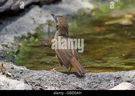 Von Abbott Schwätzer (Malacocincla Abbotti) stand ein Waldschwimmbad in Keang Krachan Nationalpark im Westen Thailands Stockfoto