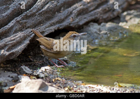 Von Abbott Schwätzer (Malacocincla Abbotti) stand ein Waldschwimmbad in Keang Krachan Nationalpark im Westen Thailands Stockfoto