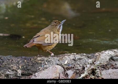 Von Abbott Schwätzer (Malacocincla Abbotti) stand ein Waldschwimmbad in Keang Krachan Nationalpark im Westen Thailands Stockfoto