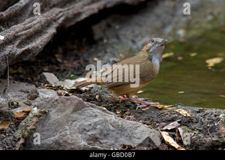 Von Abbott Schwätzer (Malacocincla Abbotti) stand ein Waldschwimmbad in Keang Krachan Nationalpark im Westen Thailands Stockfoto