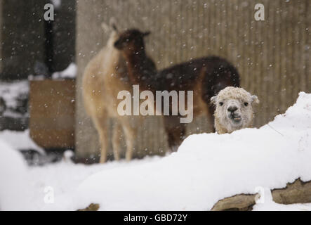 Lamas im Schnee im London Zoo im Regent's Park im Zentrum von London. Stockfoto