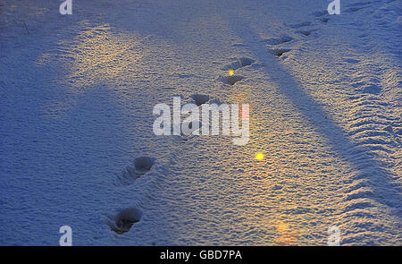 Winterwetter. Fußabdrücke im Schnee in Country Meath. Stockfoto