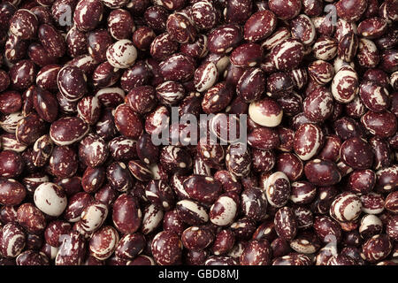 Gute Mutter Stallard heirloom Stange grüne Bohnen wachsen auf einer