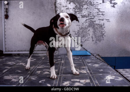 Hund an einer Kette, wütender Wachhund Stockfoto