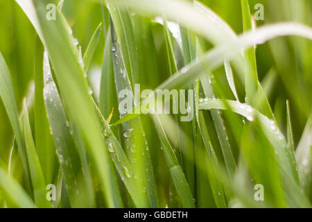 Wassertropfen auf dem grünen Rasen. Natur-Hintergrund. Stockfoto