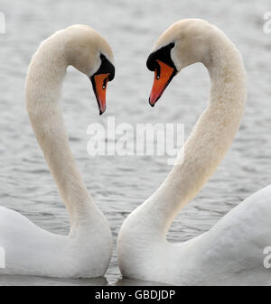 Zum Valentinstag Stockfoto