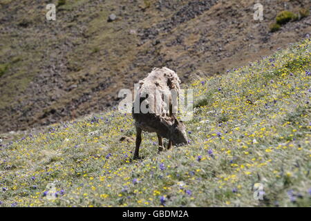 Bighorn weibliche Schafe grasen auf den Wiesen der Mt Washburn, Yellowstone-Nationalpark, Wyoming Stockfoto