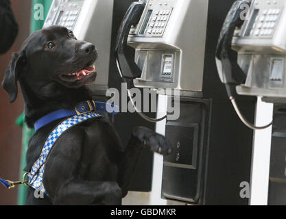 Der zweijährige schwarze Labrador, Bruce, ein Rettungshund von Dogs Trust, Glasgow, am Hauptbahnhof in Glasgow, nachdem er sich für die britische Transport Police als Sprengstoff-Suchhund qualifiziert hatte. Stockfoto