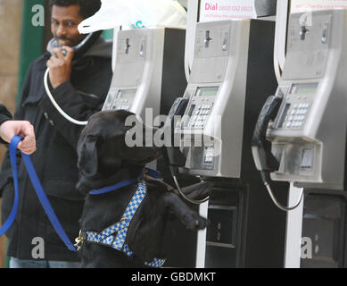 Der zweijährige schwarze Labrador, Bruce, ein Rettungshund von Dogs Trust, Glasgow, am Hauptbahnhof in Glasgow, nachdem er sich für die britische Transport Police als Sprengstoff-Suchhund qualifiziert hatte. Stockfoto