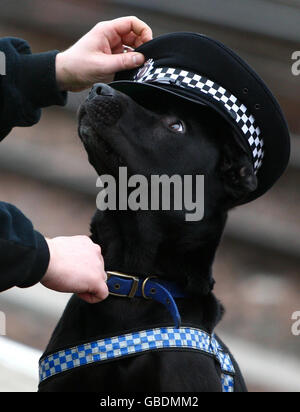 Der zweijährige schwarze Labrador, Bruce, ein Rettungshund von Dogs Trust, Glasgow, am Hauptbahnhof in Glasgow, nachdem er sich für die britische Transport Police als Sprengstoff-Suchhund qualifiziert hatte. Stockfoto