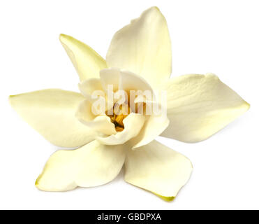 Gardenia oder Gondhoraj Blume von Südasien Stockfoto