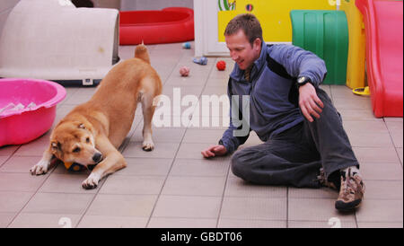 Rettete afghanische Kampfhund Stockfoto