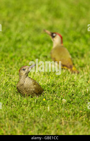 Weiblichen europäischen Grünspecht (Picus Viridis) mit Jugendlichen auf der Suche nach Essen in Frankfurt am Main, Deutschland. Stockfoto