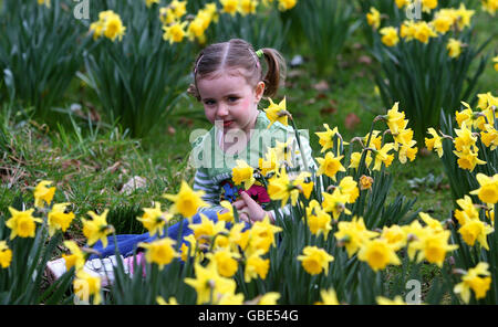 Der dreijährige Maisy Byrne spielt unter den Daffodils im Greenbank Park, Liverpool. Stockfoto