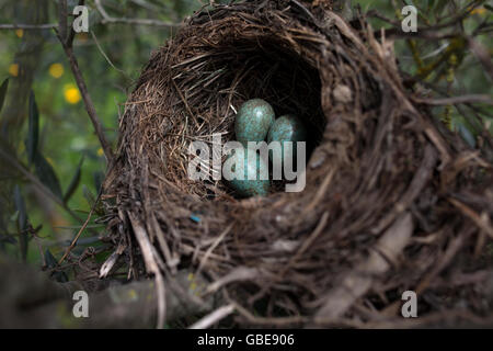 Amsel Eiern in ein Nest in einem organischen Olivenhain in Prado del Rey, Cádiz, Andalusien, Spanien, 16. Juli 2013. Stockfoto