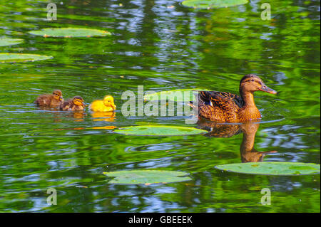 Verschiedene farbige Ente Babys schwimmen an einem Fluss in Zucht Jahreszeit Frühling Stockfoto