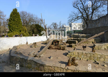 Affenfelsen, Zoo, Breslau, Niederschlesien, Polen Stockfoto