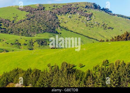 Schafe und Weiden in Neuseeland - Hügel bedeckt mit grünen Rasen mit Herden von Schafen-in der Nähe von Dunedin in Otago Region Süd Stockfoto