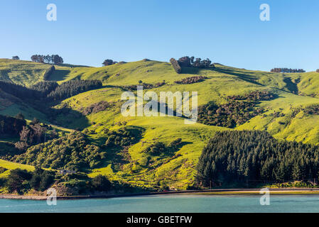 Schöne Landschaft von Neuseeland - Hügel bedeckt mit grünen Rasen mit Herden von Schafen-in der Nähe von Dunedin in Otago Region Süd Stockfoto