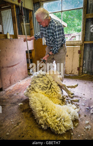 Ein älterer Bauer Scherende Schafe für Wolle in Scheune von Schafen auf dem Bauernhof nea Akaroa Stockfoto