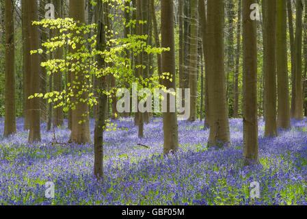 Hasengloeckchen, Endymion nicht-Scriptus, Fruehling in Hallabos, Belgien Stockfoto