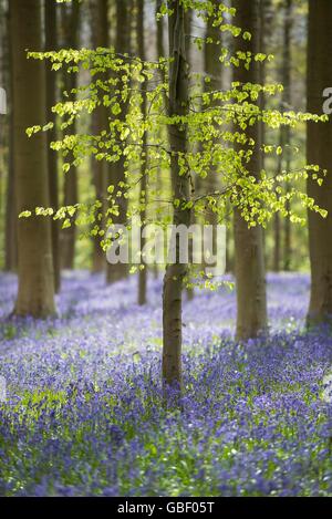 Hasengloeckchen, Endymion nicht-Scriptus, Fruehling in Hallabos, Belgien Stockfoto