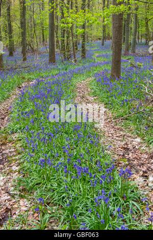 Hasengloeckchen, Endymion nicht-Scriptus, Fruehling in Hallabos, Belgien Stockfoto