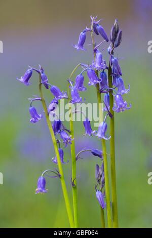 Hasengloeckchen, Endymion non Scriptus, Hallabos, Belgien Stockfoto