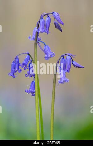 Hasengloeckchen, Endymion non Scriptus, Hallabos, Belgien Stockfoto