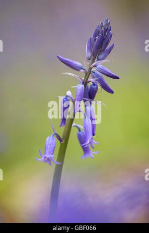 Hasengloeckchen, Endymion non Scriptus, Hallabos, Belgien Stockfoto