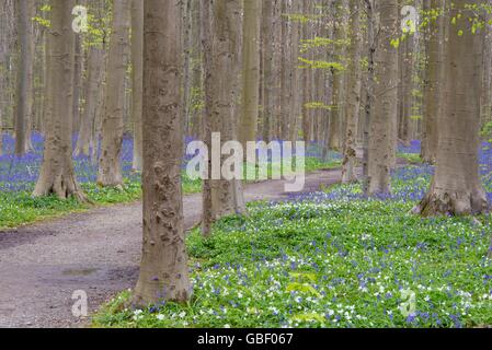 Hasengloeckchen, Endymion nicht-Scriptus, Fruehling in Hallabos, Belgien Stockfoto