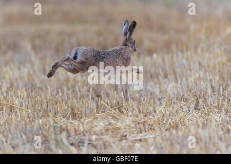 Feldhase Lepus Europaeus, Deutschland Stockfoto