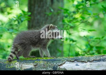 Waschbaer, Jungtier, Niedersachsen, Deutschland (Procyon Lotor) Stockfoto