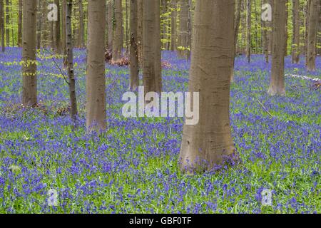 Hasengloeckchen, Endymion nicht-Scriptus, Fruehling in Hallabos, Belgien Stockfoto