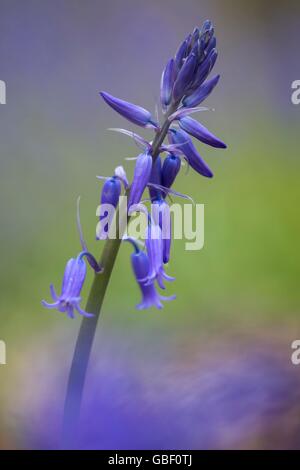 Hasengloeckchen, Endymion non Scriptus, Hallabos, Belgien Stockfoto