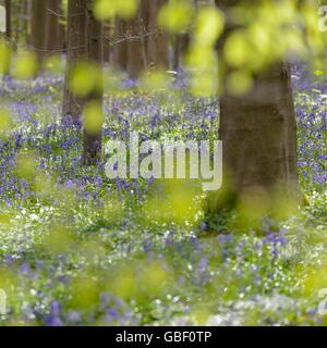 Hasengloeckchen, Endymion nicht-Scriptus, Fruehling in Hallabos, Belgien Stockfoto