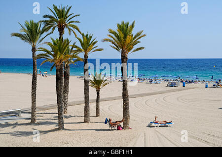 Palmen, Touristen, Playa de Poniente, Strand, Benidorm, Provinz Alicante, Spanien, Europa Stockfoto