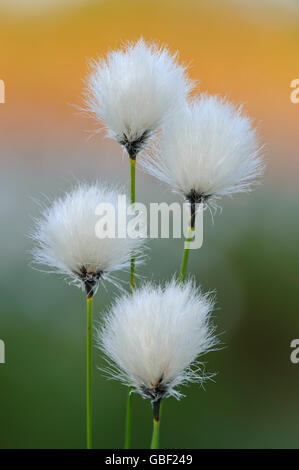 Hares-Tail Wollgras, Niedersachsen, Deutschland / (Wollgras Vaginatum) / Grasbüschel Wollgras, ummantelte Cottonsedge Stockfoto