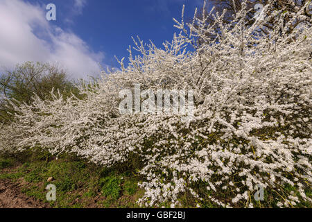 Blackthorn Hecke, Deutschland / (Prunus Spinosa) Stockfoto